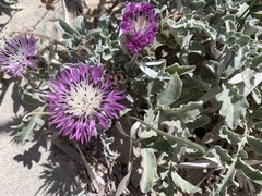 Centaurea pumilio