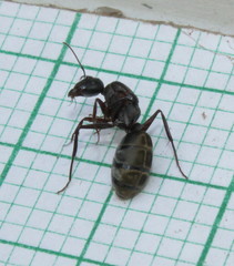 Camponotus cinctellus
