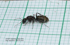 Camponotus cinctellus