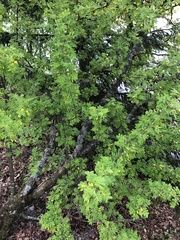 Caragana arborescens