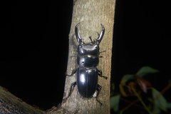 Serrognathus titanus castanicolor