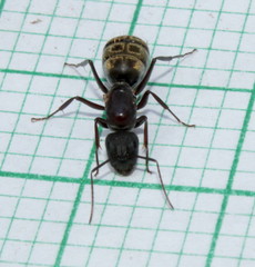 Camponotus cinctellus
