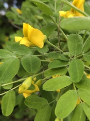 Caragana arborescens