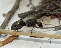 Camponotus cinctellus