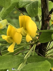 Caragana arborescens