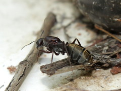 Camponotus cinctellus
