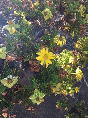 Lecocarpus pinnatifidus