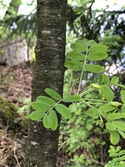 Caragana arborescens