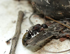 Camponotus cinctellus