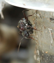 Camponotus cinctellus