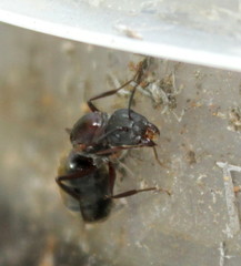 Camponotus cinctellus