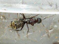 Camponotus cinctellus