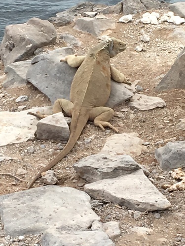 Barrington Land Iguana
