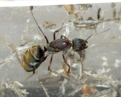 Camponotus cinctellus