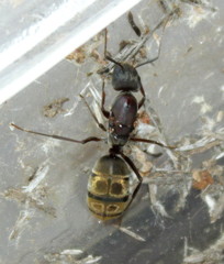 Camponotus cinctellus