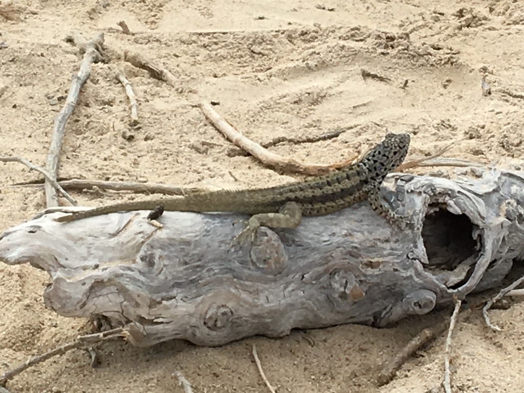 Galapagos Lava Lizard