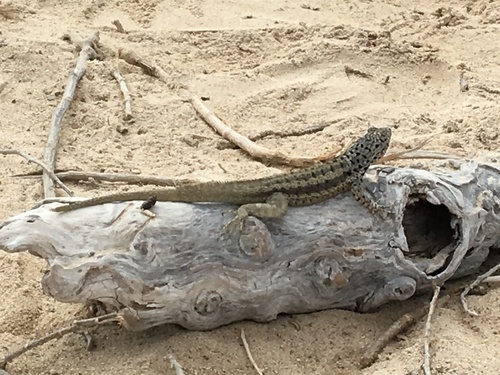 Galapagos Lava Lizard