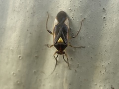 Tropidosteptes