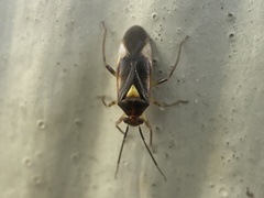 Tropidosteptes