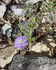 Phacelia crenulata