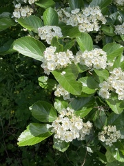 Crataegus persimilis