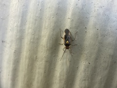 Tropidosteptes