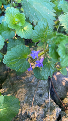 Glechoma hederacea
