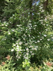 Crataegus persimilis