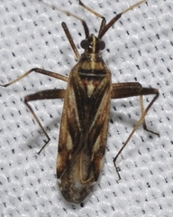 Phytocoris obliquus