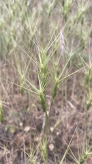 Aegilops triuncialis