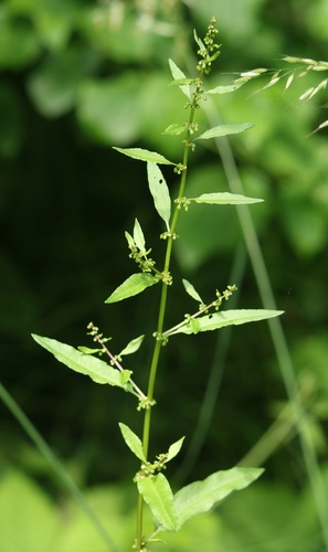 Rumex conglomeratus