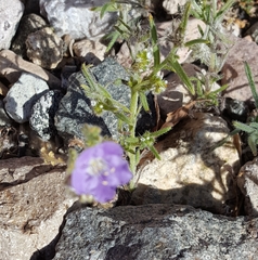 Phacelia crenulata
