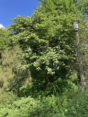 Crataegus persimilis