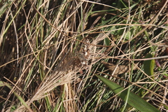 Ernsta dromus