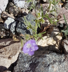 Phacelia crenulata