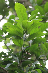 Aiouea montana