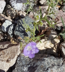 Phacelia crenulata