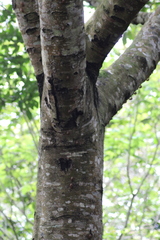 Aiouea montana