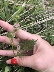 Chaerophyllum rubellum