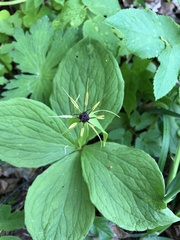 Paris quadrifolia