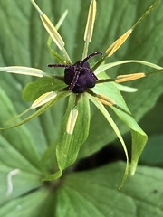 Paris quadrifolia