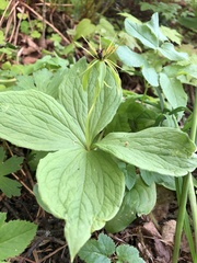 Paris quadrifolia