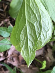 Paris quadrifolia
