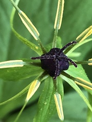 Paris quadrifolia