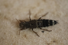 Ontholestes haroldi