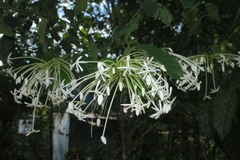 Posoqueria latifolia