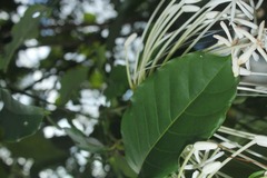 Posoqueria latifolia