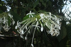 Posoqueria latifolia