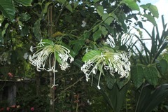 Posoqueria latifolia