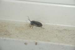 Pyrrhocoris sinuaticollis